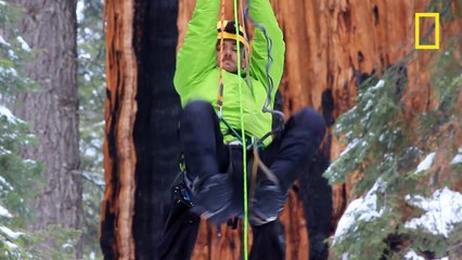 This 3,200-Year-Old Tree Is So Big, It's Never Been Captured In A Single Photograph... Until Now