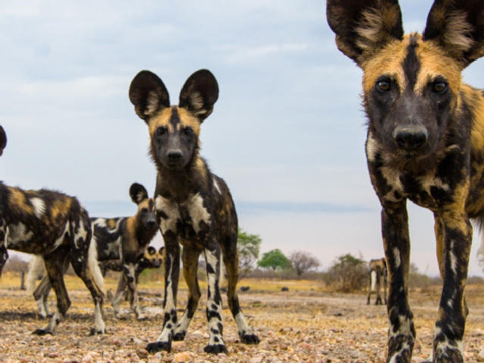 Wild dogs take down male Nyala at Hluhluwe - Graphic