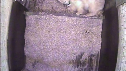 Premières images d'un bébé ours polaire né au Tierpark de Berlin