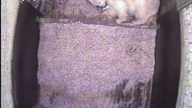 Premières images d'un bébé ours polaire né au Tierpark de Berlin