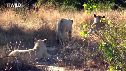 Documentary Predators- LIVING WITH LIONS Kevin Richardson WILD HD