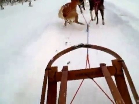 Comment les chiens de traîneau font-ils pour faire caca? Voilà vous savez tout!