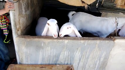 Two Beautiful Dancing Sheeps