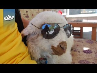 Cips Yiyip Gazoz İçen Kuzu