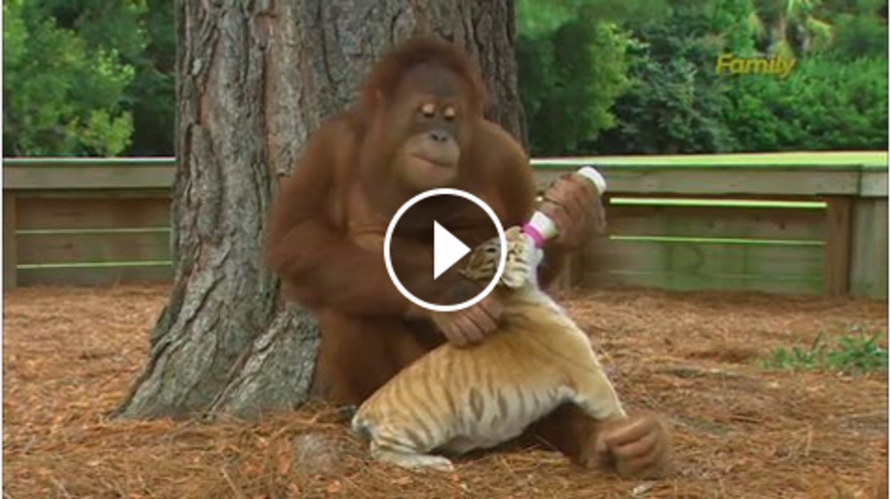 Wonderfull monkey feeding Tiger child