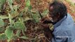 My Daddy Picking Very Rare CACTUS Fruit in my village _ Village Food Factory