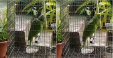 Dono chega a casa e apanha papagaio a cantar 