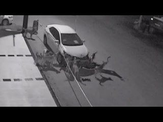 Arabayı Parçalayan Sokak Köpekleri Kamerada!
