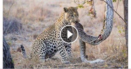 Animal-Attack---Leopard-Attacks-Python