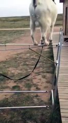 Best funny vedio must watch