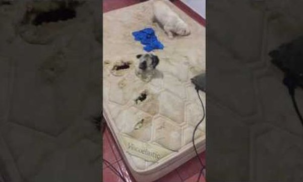 Un vieux matelas se transforme en jeu pour chiens !