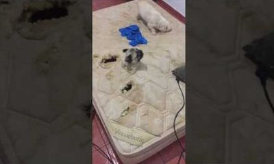Un vieux matelas se transforme en jeu pour chiens !