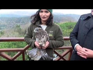 Yırtıcı Kuşlar Doğaya Bırakıldı