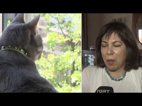 Lüks sitede şüpheli kedi ölümü