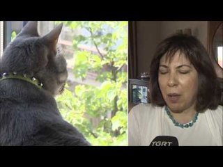 Lüks sitede şüpheli kedi ölümü