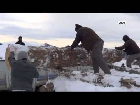 Kar altından tomruk çıkarıyorlar