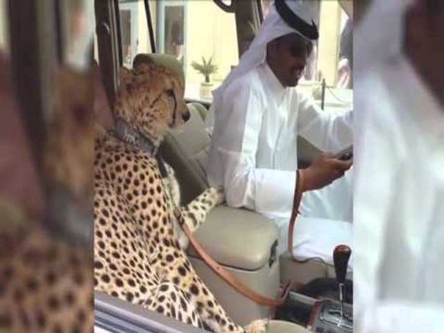 Arap zenginlerinin yeni favorisi 'Vahşi hayvan beslemek'