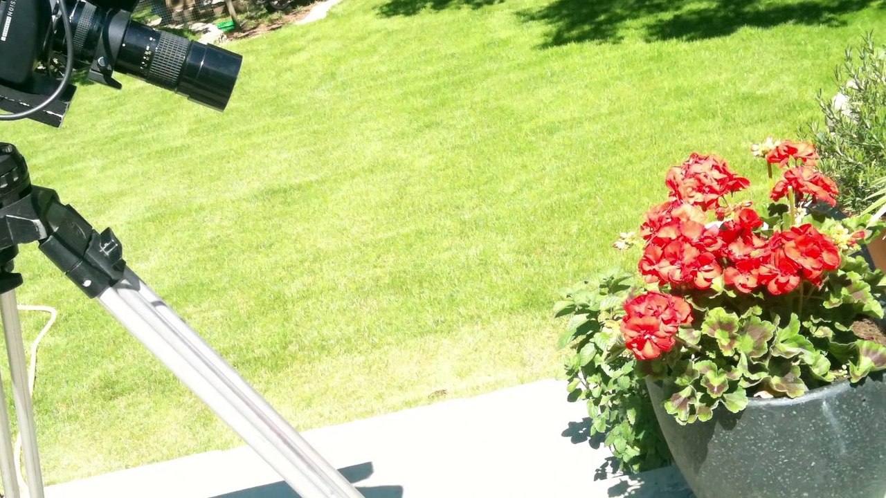 Fly Eats Fly in Slow Motion - The Slow Mo Guys