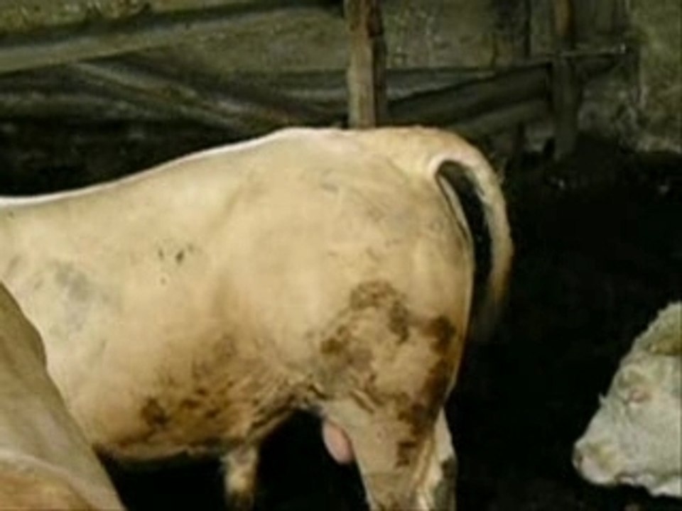 Caca vache