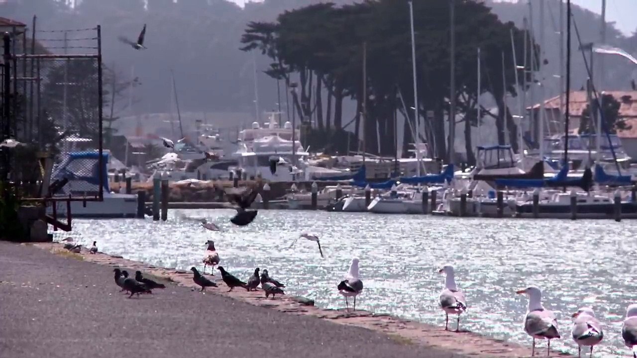 Birds At A Dock