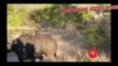 Documentary Animals Fighting - Crocodile vs Elephant,Giant Anaconda Vs Dog,Lion Vs Buffalo,Eagle....