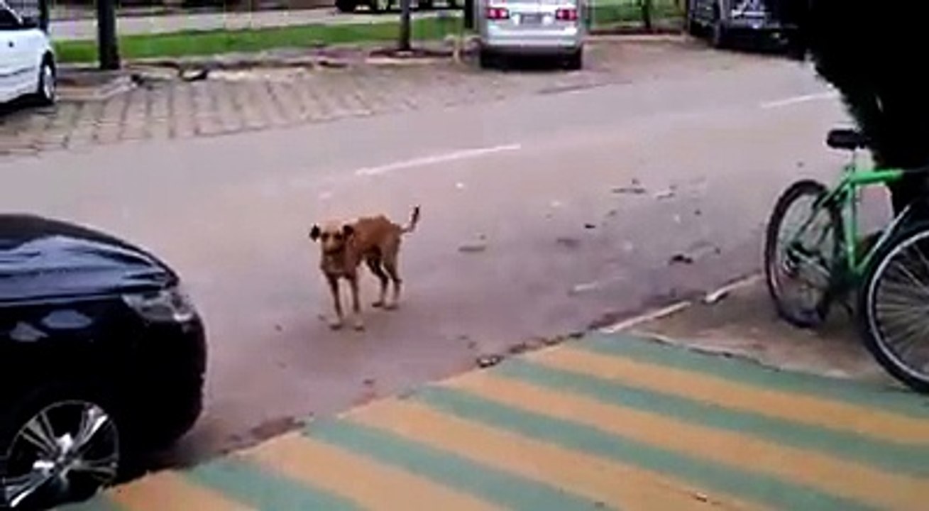 This dog feels the music