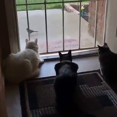 O perigo pode vir dequa lquerlado