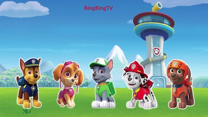Paw Patrol Finger Family | BingBing TV - Nursery Rhymes For Children