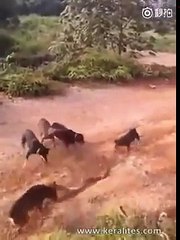 5 PERROS CAZANDO UNA COBRA