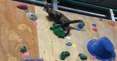 Cat Laughs in the Face of Climbing Wall Challenge