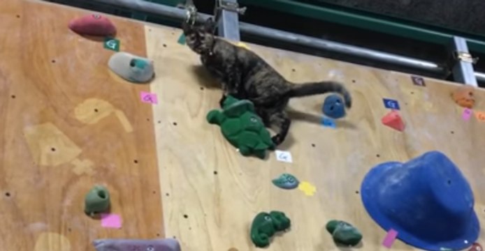 Cat Laughs in the Face of Climbing Wall Challenge