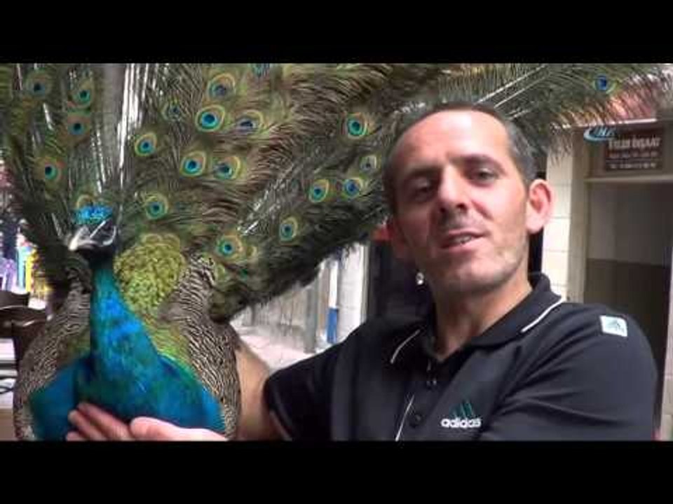 Tavus Kuşunun Ayağına İp Bağlayıp Gezdiren Çanakkaleli Fırıncı