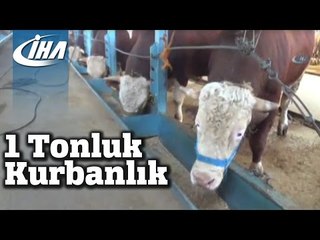 Otomobil Fiyatına 1 Tonluk Kurbanlık