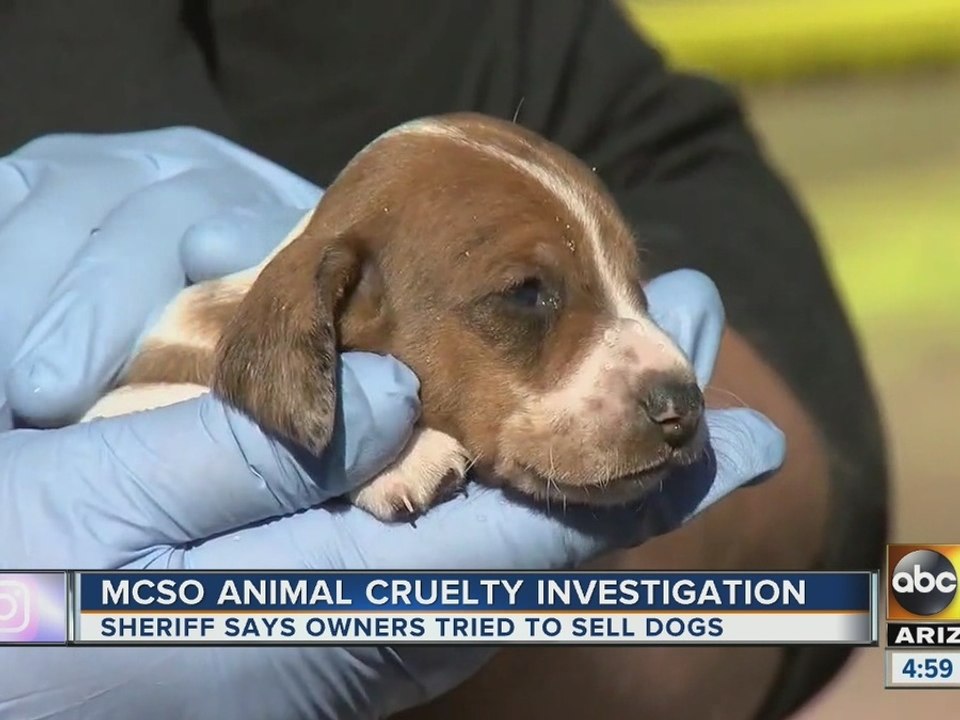 MCSO investigating animal cruelty case involving various animals