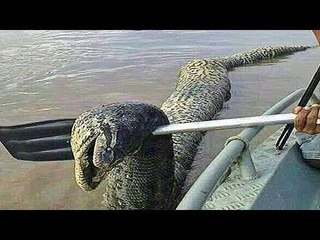 Unidentified River Monster