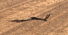 Two Snakes Fight for Right to Mate