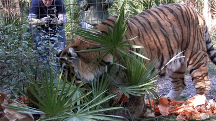 Thanksgiving Big Cat Style!!