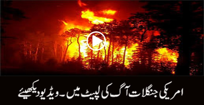 Forest fires burn 119000 acres in 8 Southeastern states, US