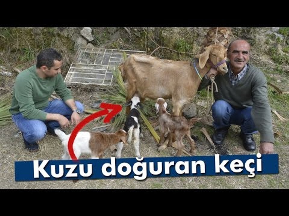 Keçi Kuzu Doğurdu