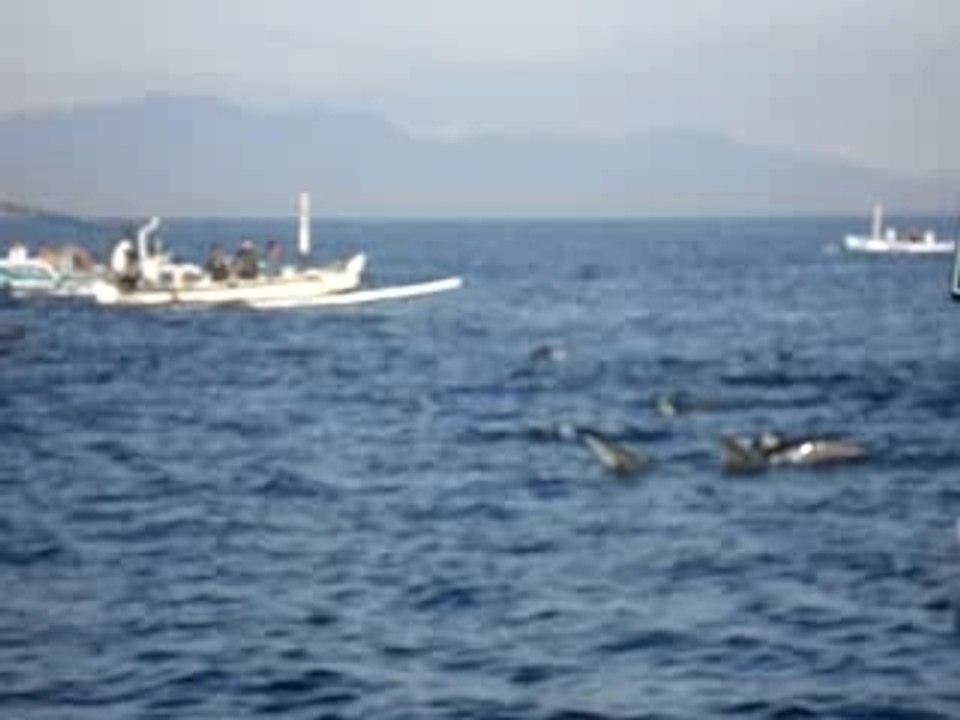 Dolphin Hunting In Bali