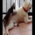 funny cat videos - cat Massage dog lol