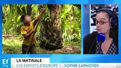 Download Video: Philip Morris va arrêter de vendre des cigarettes classiques et un nouveau scandale dans les plantations d’huile de palme : les experts d'Europe 1 vous informent