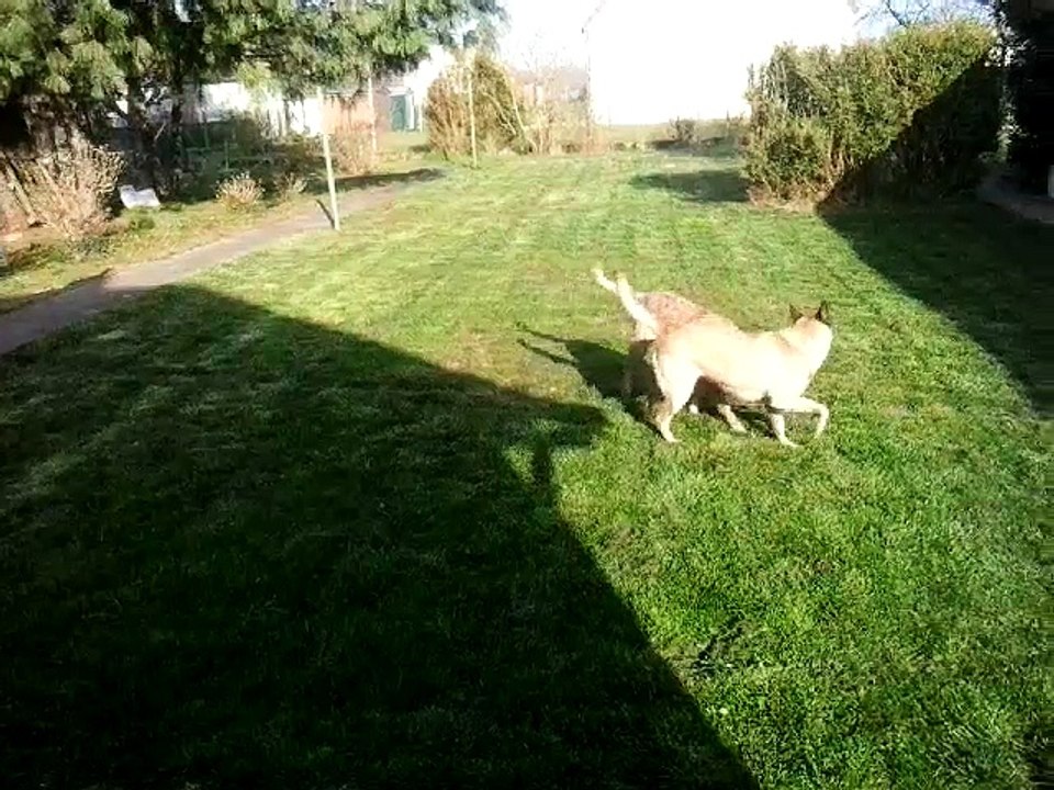 mes malinois