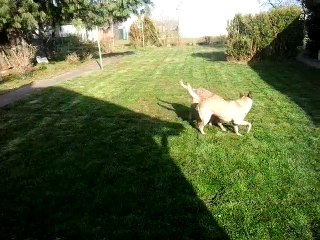 mes malinois