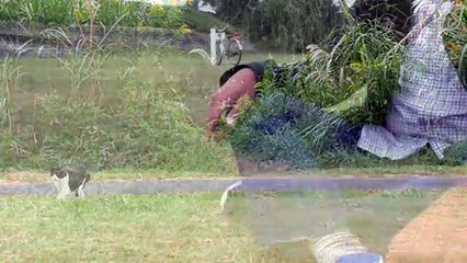 【地域猫】ゴロニャ～ナナ姫【魚くれくれ野良猫】