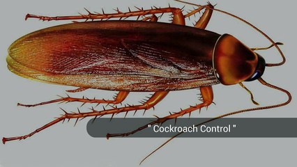 Alpine Pest Control Ltd -- Vancouver