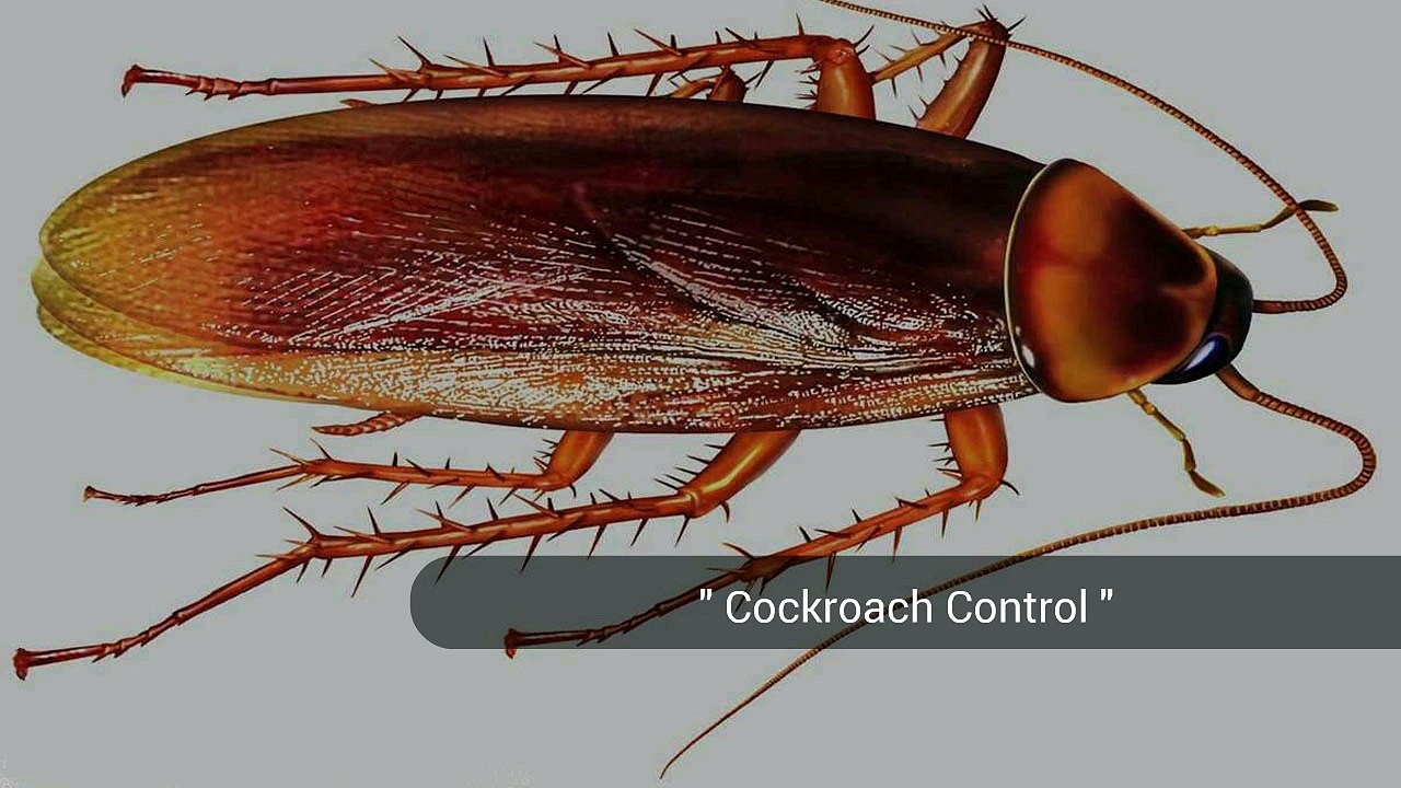 Alpine Pest Control Ltd -- Vancouver