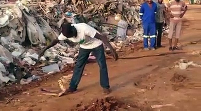 Il attrape des serpents géants à mains nues !