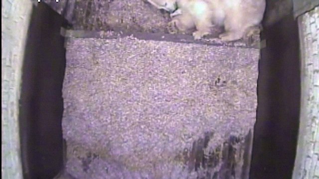 Premières images d'un bébé ours polaire né au Tierpark de Berlin