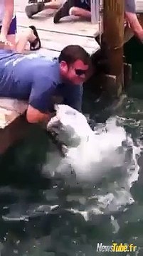 Il attrape un poisson à mains nues !